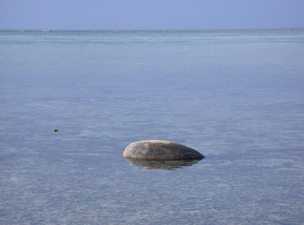 Green Turtle